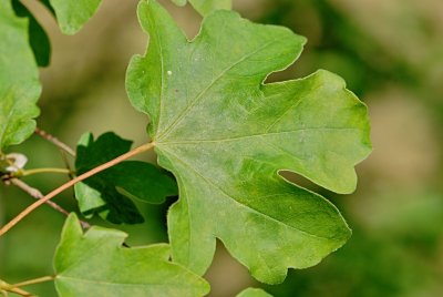 Acer campestre - javor polní (babyka) - list (57)